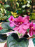 Live house plant pink splash bloom variegated African Violet Harmony’s ‘Raspberry Rain’ garden 4” pot flower Potted gift