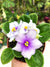 Live house plant bloom African Violet Harmony’s ‘Smokey Echoes’ garden 4” pot flower Potted gift