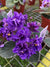 Live house plant African Violet Ruffled Harmony’s ‘Cajun’s Beautiful Oblivion’ Sport variegated purple garden 4” flower Potted gift