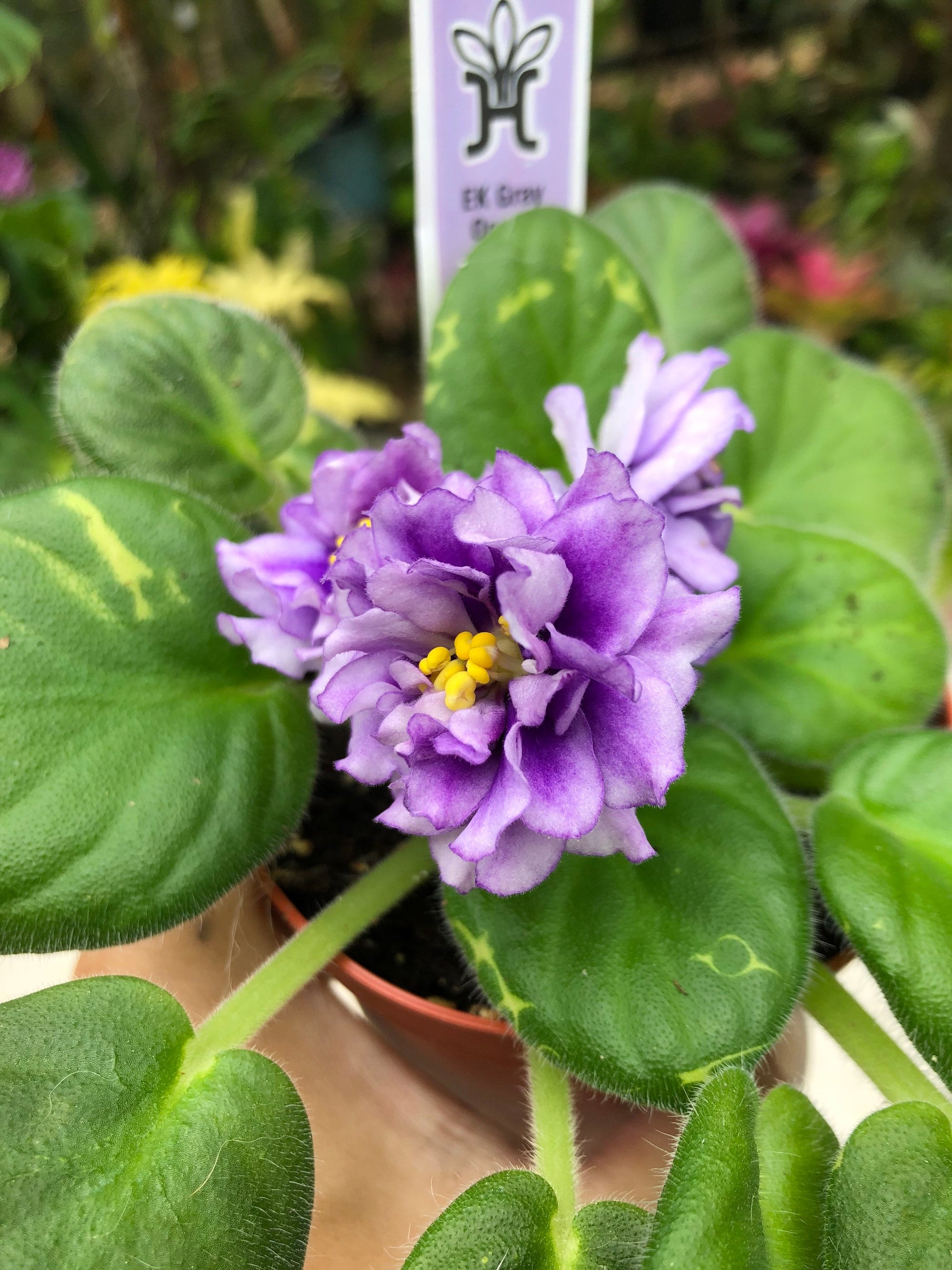 Live house plant African Violet Ruffled Harmony’s ‘EK Gray Ocean’ variegated purple garden 4” flower Potted gift