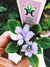 New Release!! rare mini African Violet  Robs Loose Noodle 2 Potted house plant flower gift pixie