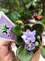 Miniature mini African Violet  N Frosty January 2 Potted house plant purple flower gift pixie