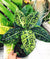Live Dieffenbachia Reflector Variegated Dumbcane Reflector Aroid Rooted House Plant 4 potted