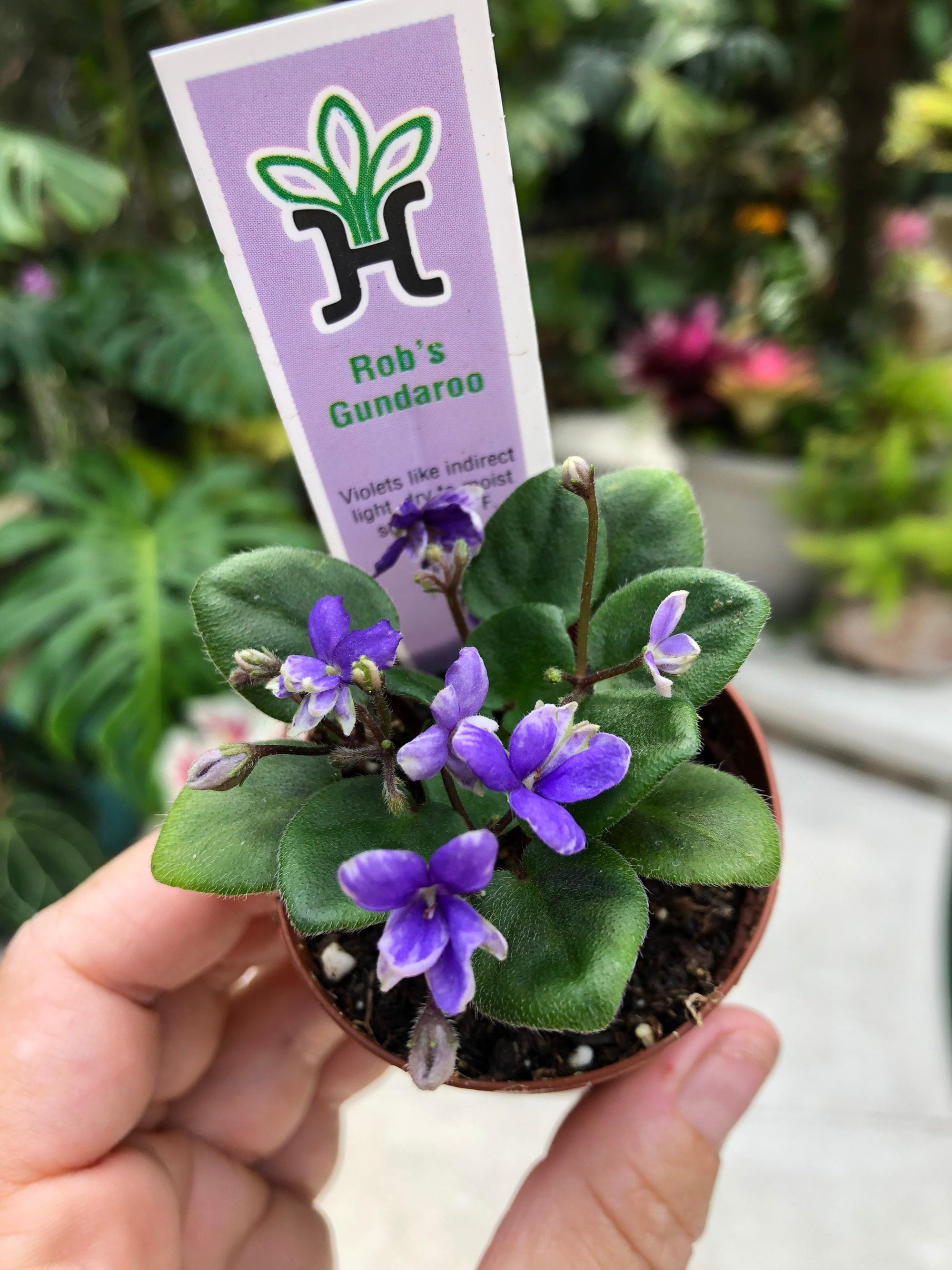 mini Miniature African Violet  Robs Gundaroo 2 Potted house plant flower gift pixie