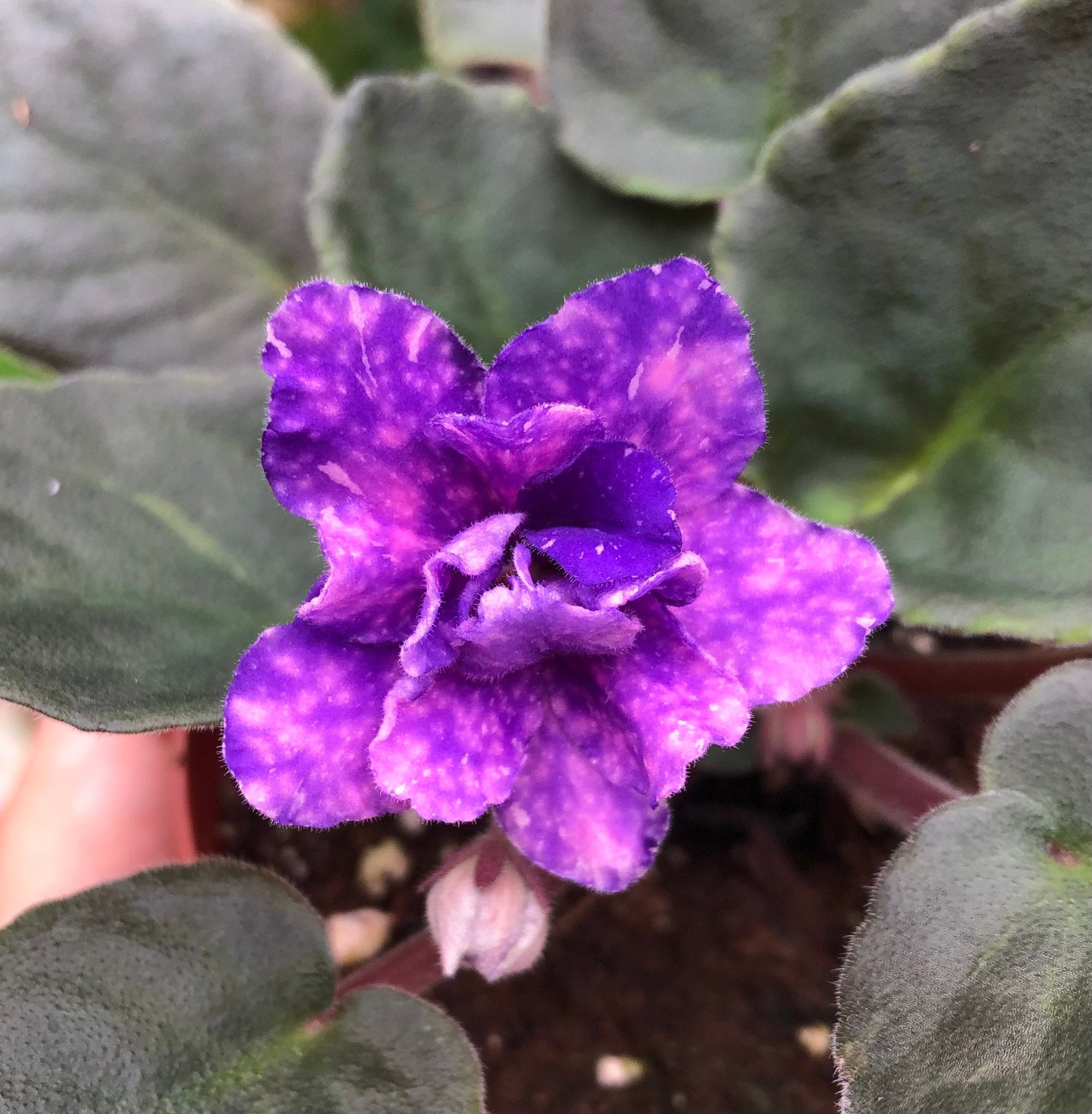 Live house plant African Violet Harmonys Cajuns Blueberry Hill fantasy garden 4 Potted gift