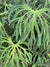 RARE Anthurium Podophyllum Lacy Leaf Aroid 6 potted climbing starter Live house plant