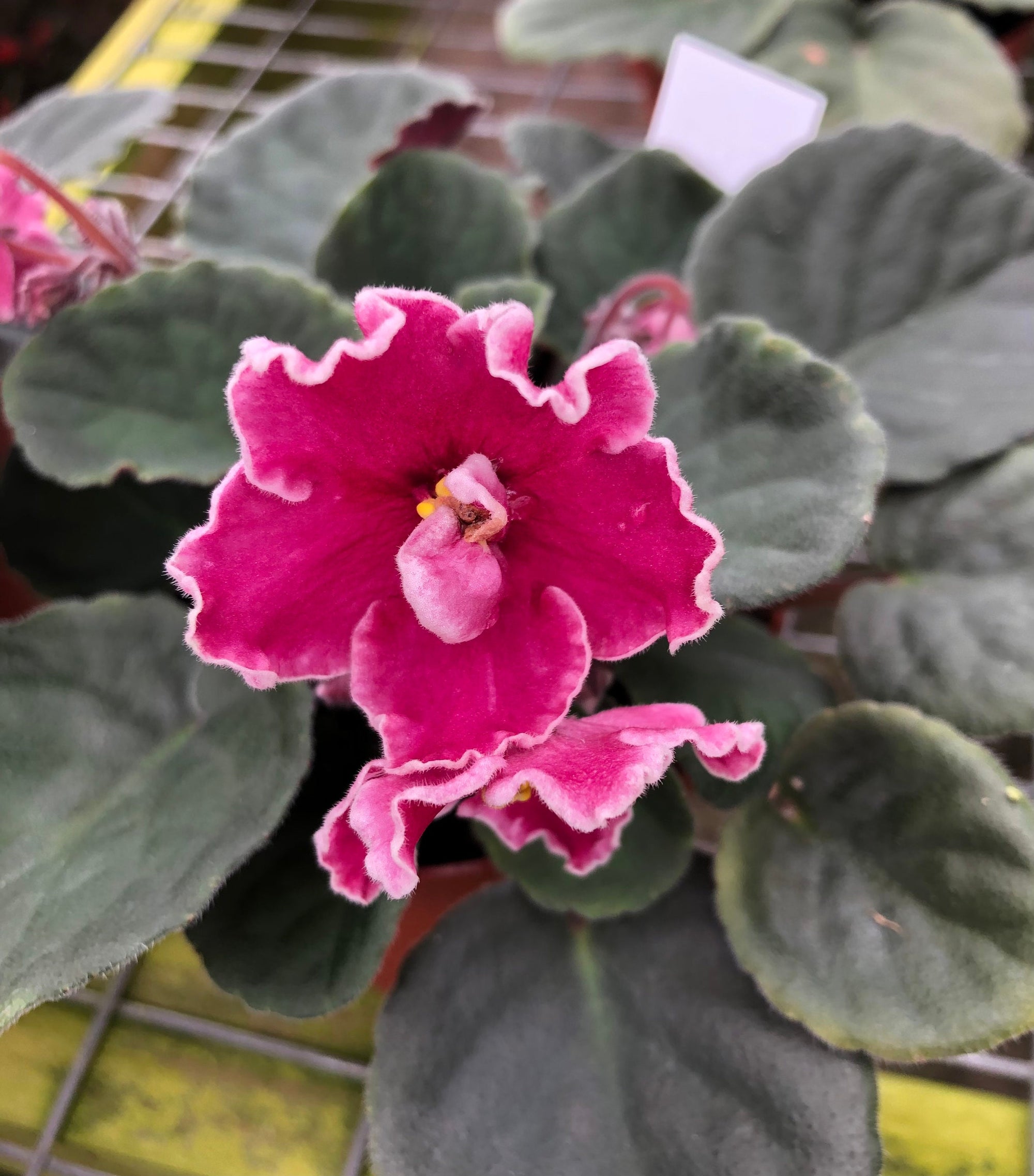 Live house plant variegated fantasy bloom African Violet Harmonys Rumba Red garden 4 flower Potted gift