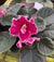 Live house plant variegated fantasy bloom African Violet Harmonys Rumba Red garden 4 flower Potted gift