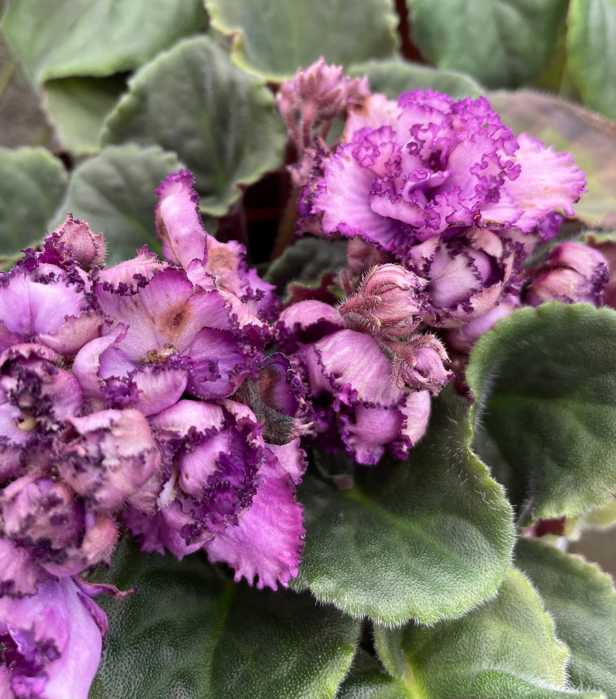 Live house plant variegated purple double frilled bloom African Violet Midnight Twist garden 4 Potted gift