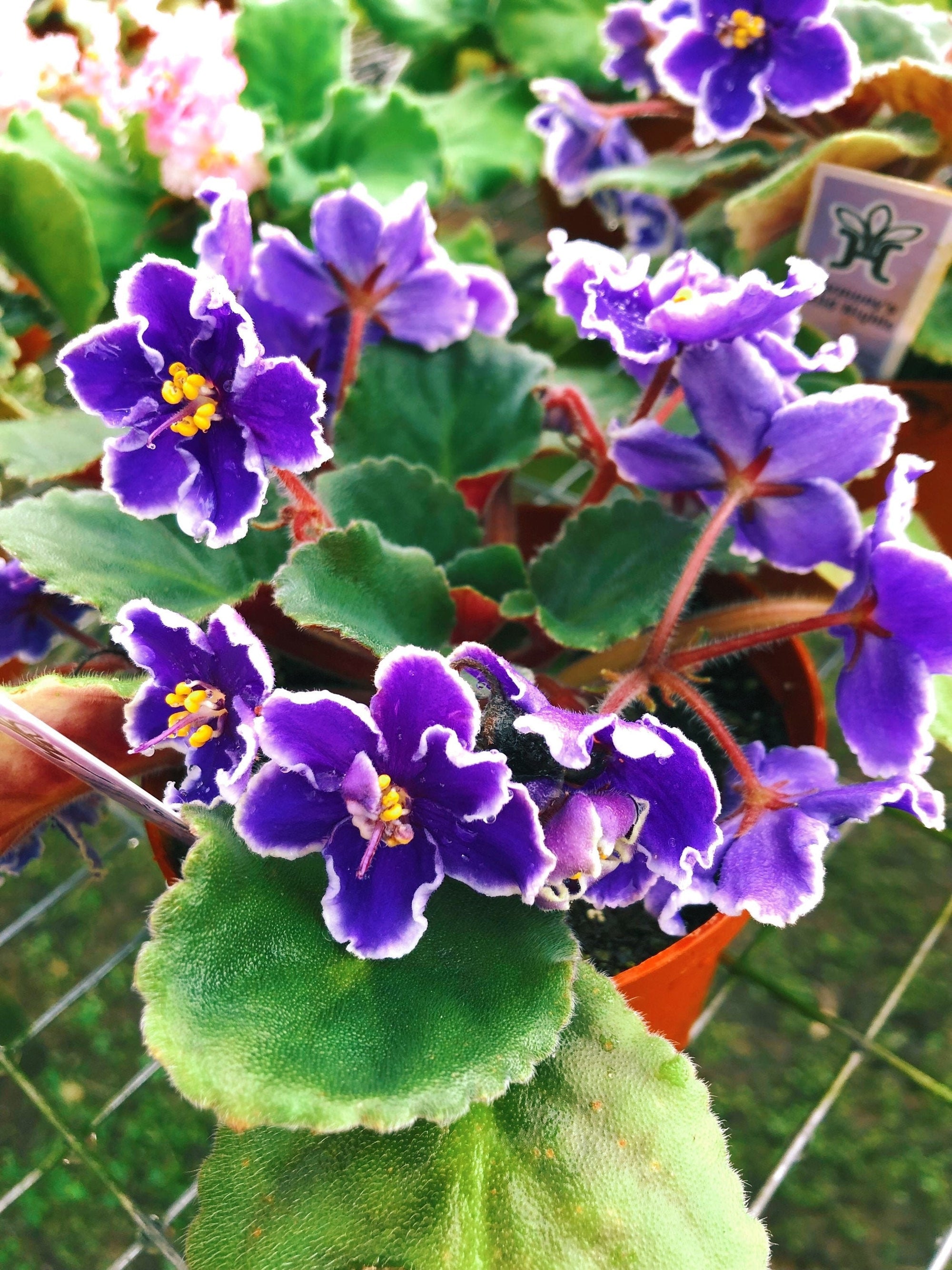 Live house plant variegated chimera bloom African Violet Harmonys Wild Nights garden 4 flower Potted gift