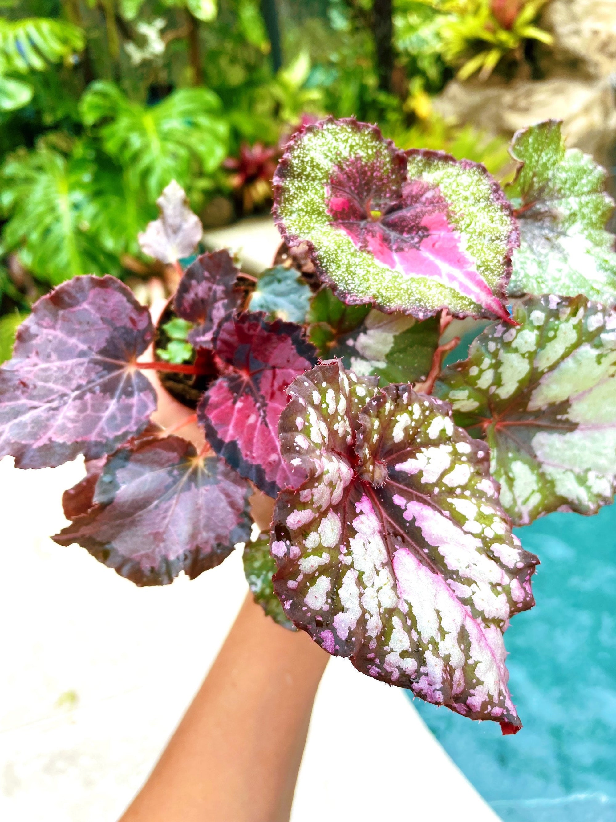 3 Plant Bundle Growers Choice Rex Begonia Pink escargot swirl Variegated Live House Plant Potted 2 Pot gift
