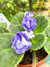 Live house plant variegated bloom African Violet Picasso periwinkle garden 4 flower Potted gift