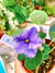Live house plant variegated bloom African Violet Silk Art large Purple garden 4 flower Potted gift