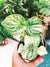 Harmonys Variegated Watermelon Peperomia Gold Dust Woman 4 Potted House Plant Gift
