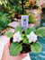 Live house plant fantasy bloom African Violet Harmonys Frozen in Time garden 4 flower Potted gift
