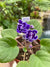 Live house plant variegated purple ruffle bloom African Violet Buckeye Party Streamers garden 4 flower Potted gift
