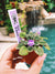 New Release!! rare mini African Violet  Toy Castle 2 Potted house plant flower gift pixie