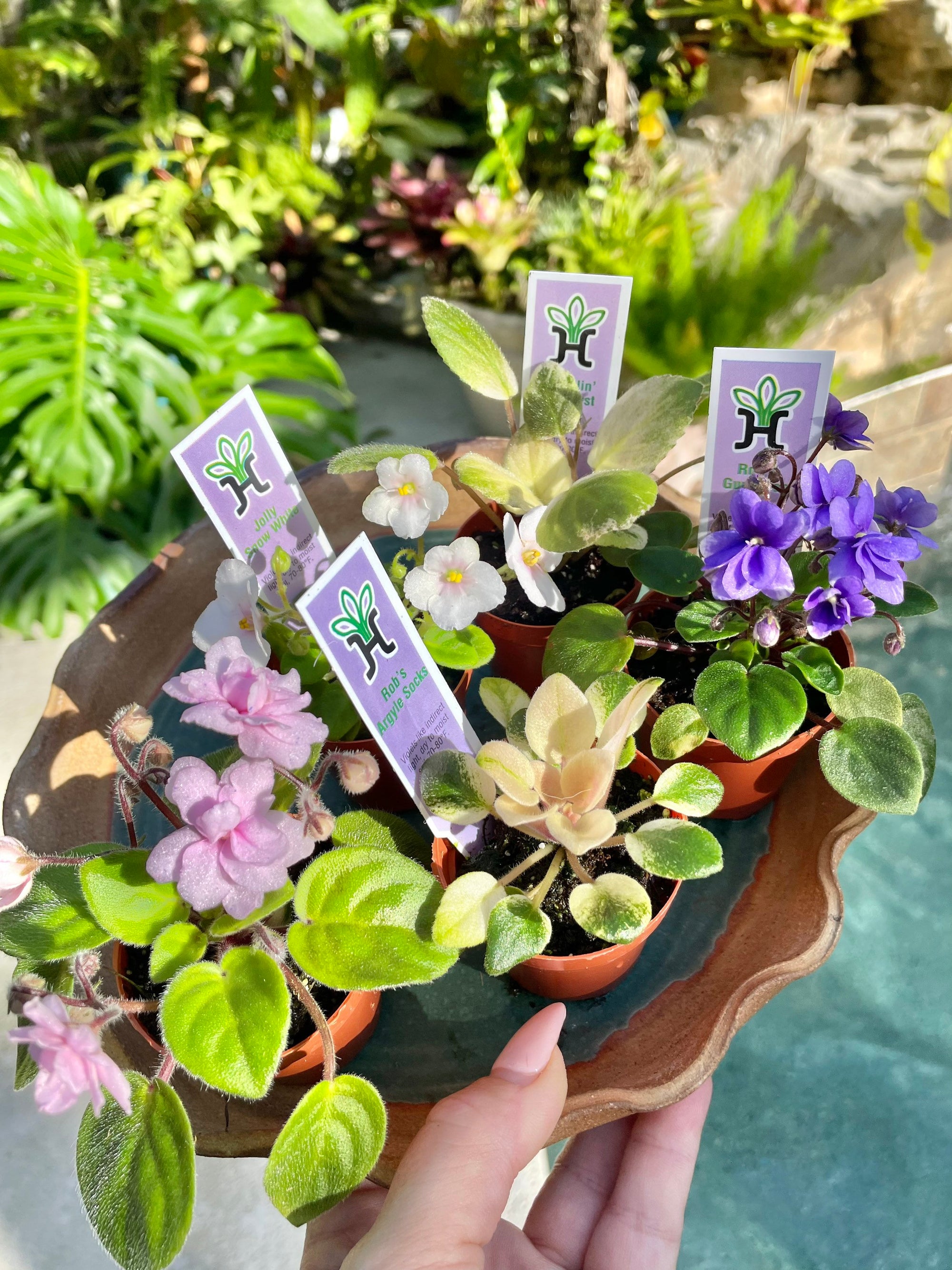 5 miniature Collection house plant mini African Violet Variegated bundle 2 pots flower gift Pixie Dish Garden