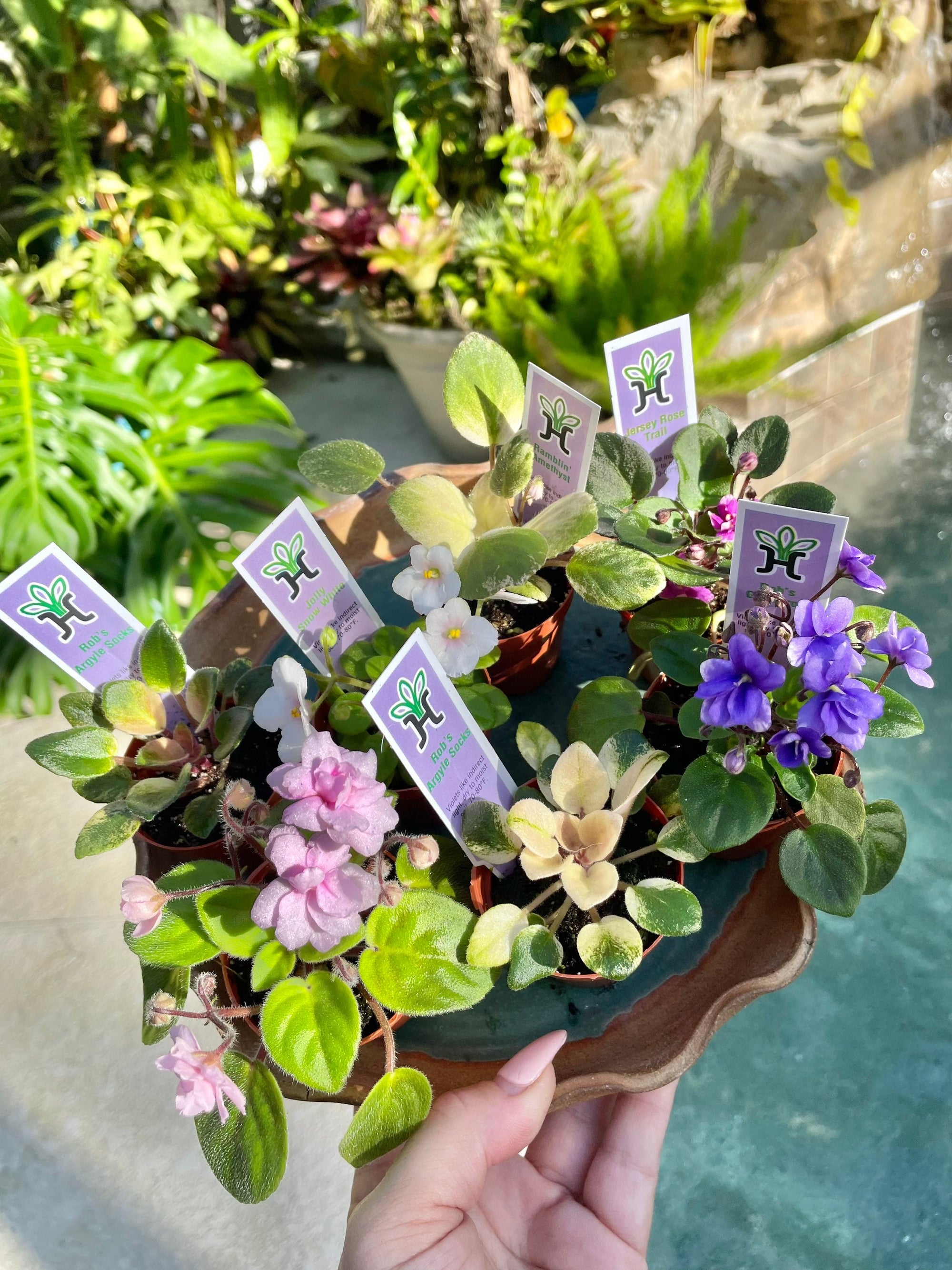 7 miniature Collection house plant mini African Violet Variegated bundle 2 pots flower gift Pixie Dish Garden