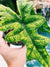 Alocasia Jacklyn Tandurusa Reticulata Jewel Elephant Ear Tropical House Plant Aroid 4 pot