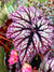 NEW RELEASE Begonia Rex Harmonys Starburst Pink Swirl Escargot Live House Small Starter Plant Potted 4 gift