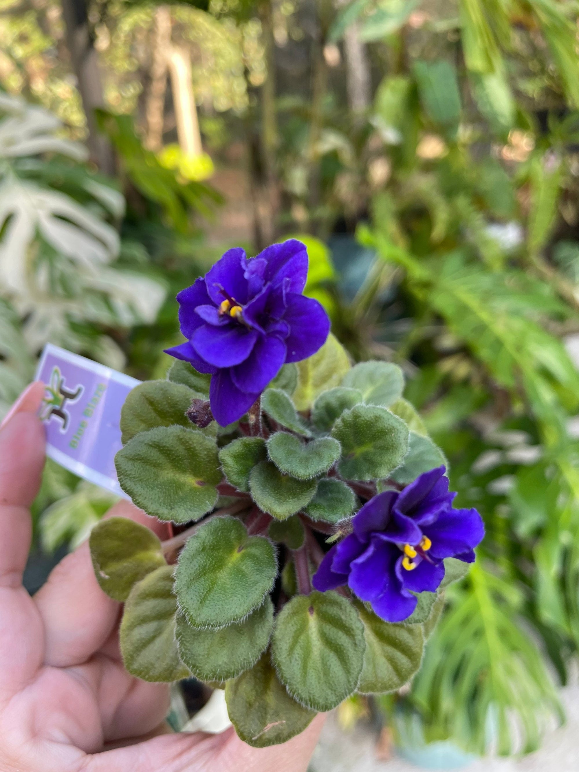 Miniature rare mini Harmonys African Violet  Blue Blaze 2 Potted house plant flower gift pixie