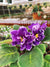 Live house plant variegated fantasy bloom Harmonys African Violet AV Napoleon garden 4 flower Potted gift