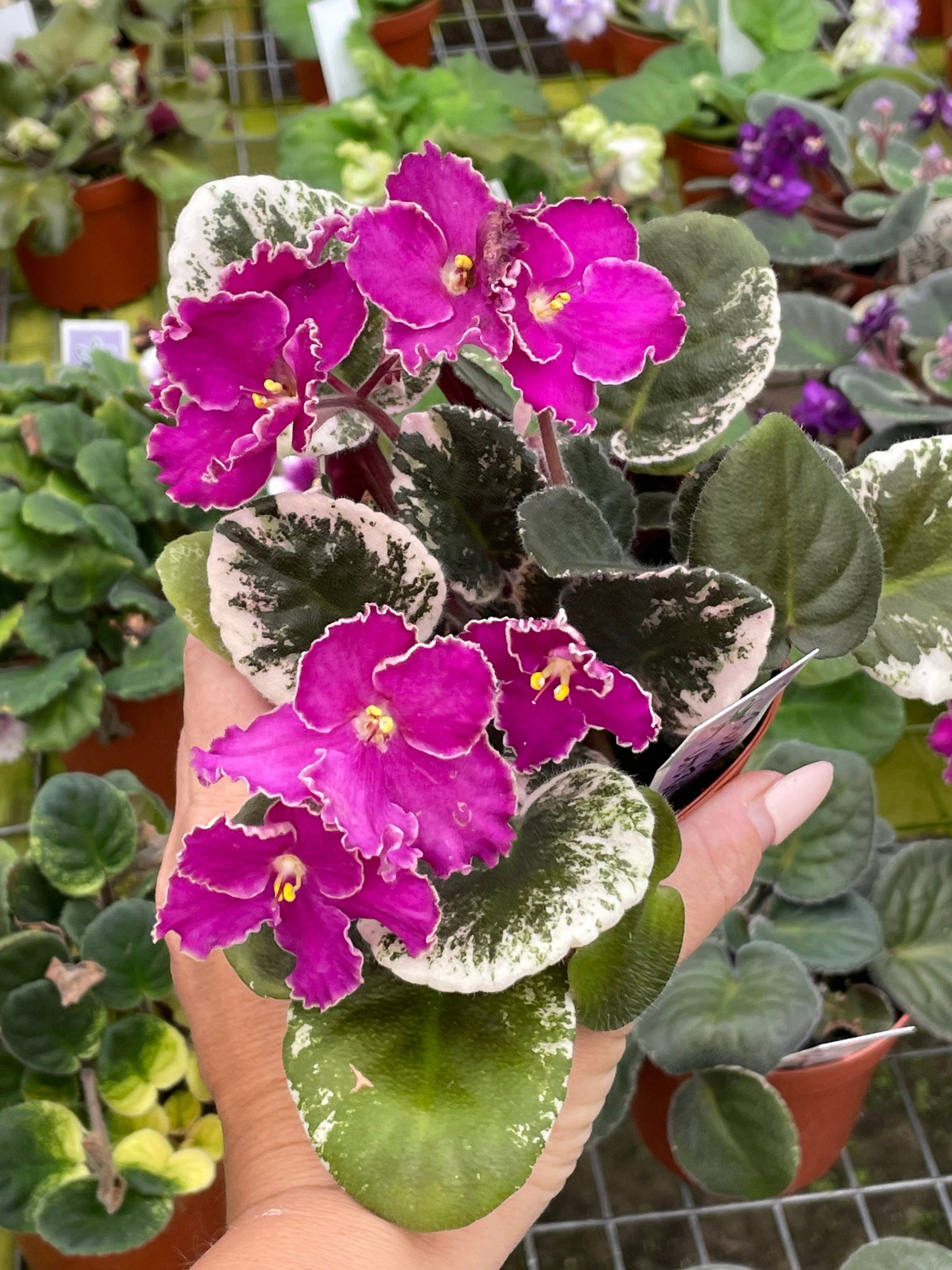 Live house plant variegated bloom Harmonys African Violet Buckeye Lets Roll garden 4 flower Potted gift