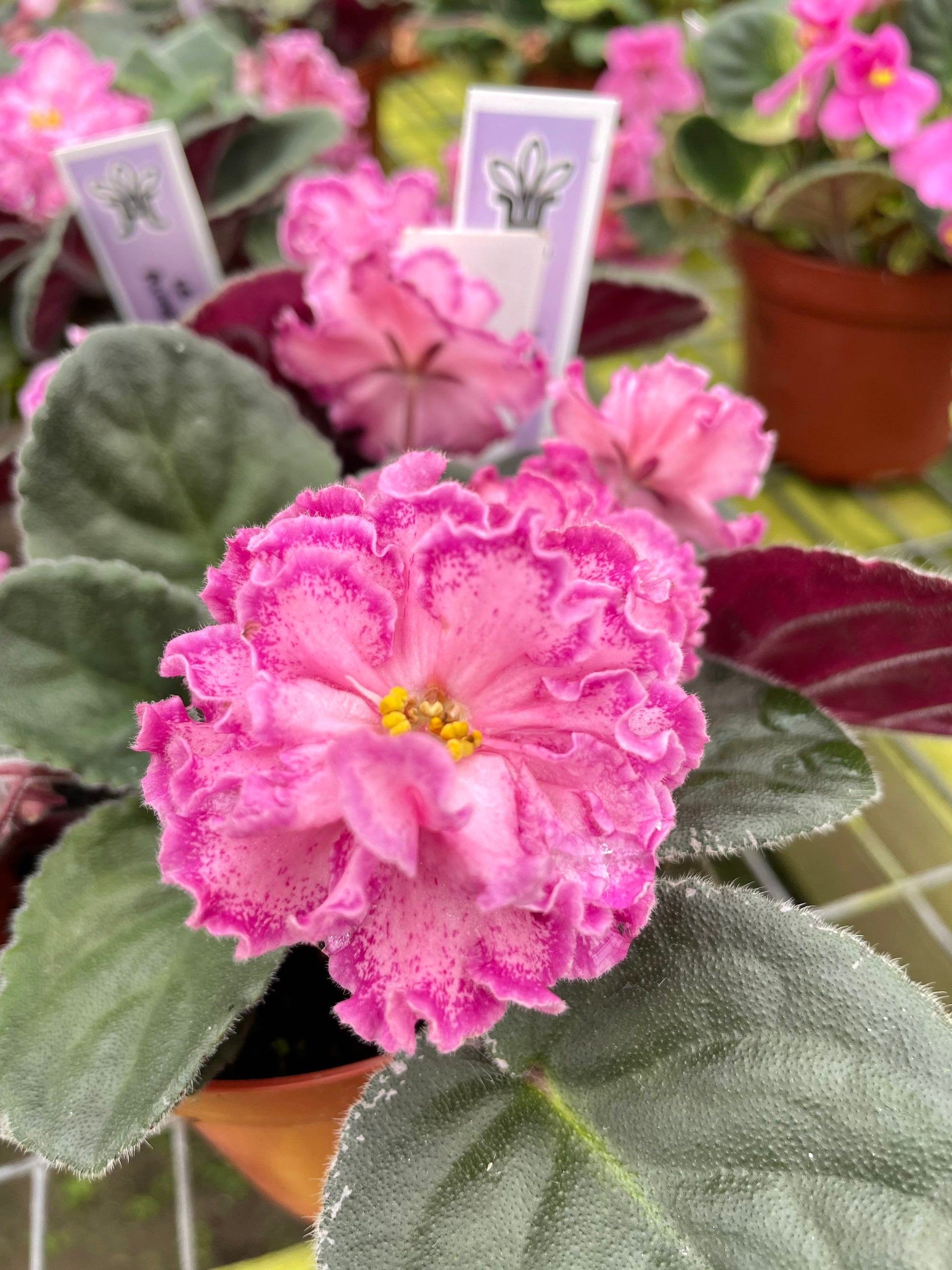 Live house plant variegated pink double bloom Harmonys African Violet LE Rimma garden 4 flower Potted gift