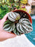 Live Peperomia Dragon Skin Sp House Plant 4 potted gift