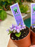 House plant mini pixie variegated Fantasy bloom African Violet Fun Trail 2 pot flower garden gift