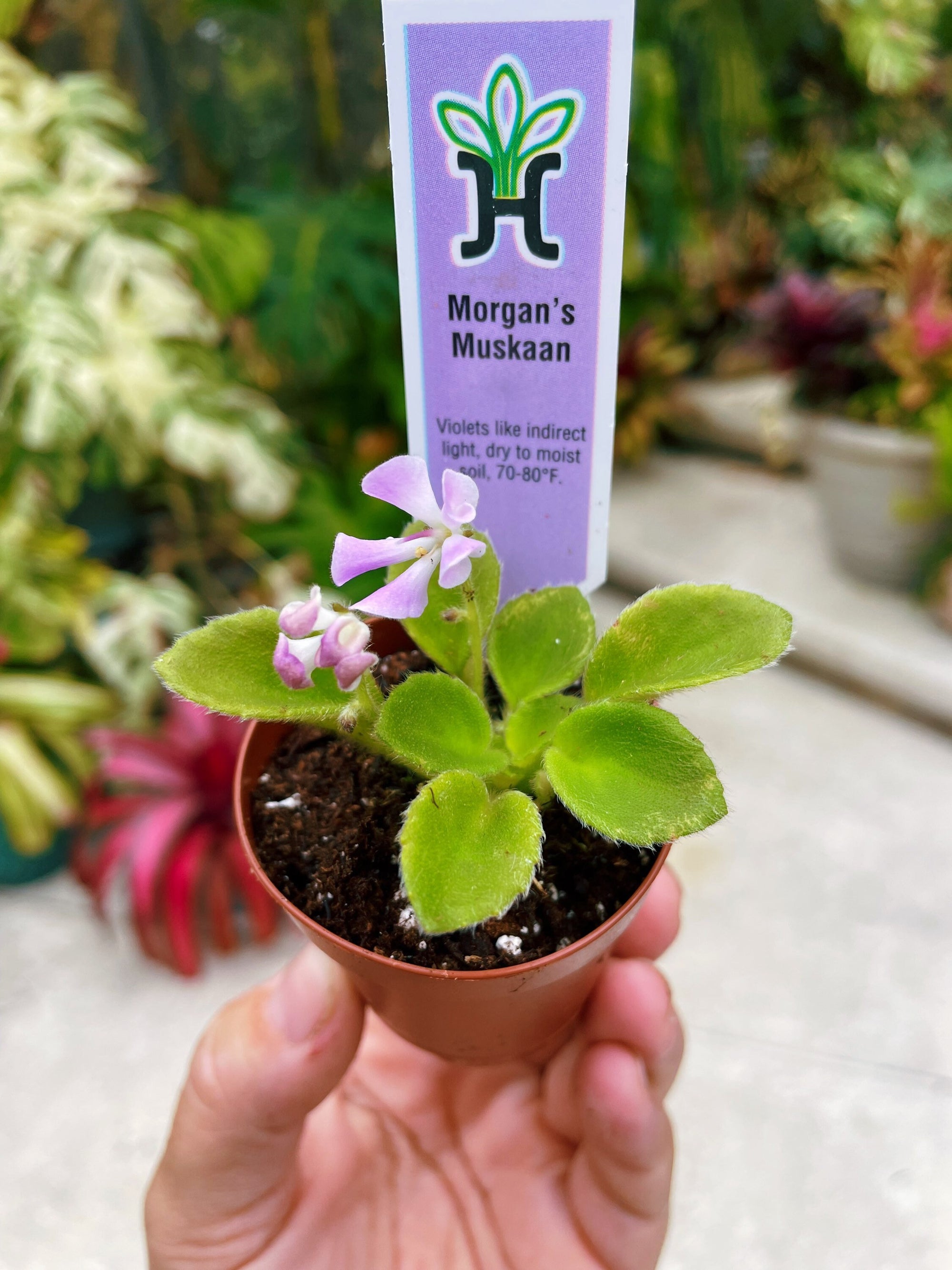 House plant mini pixie pink fluted bloom African Violet Morgans Muskaan 2 pot flower garden gift