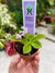 House plant mini pixie pink fluted bloom African Violet Morgans Muskaan 2 pot flower garden gift