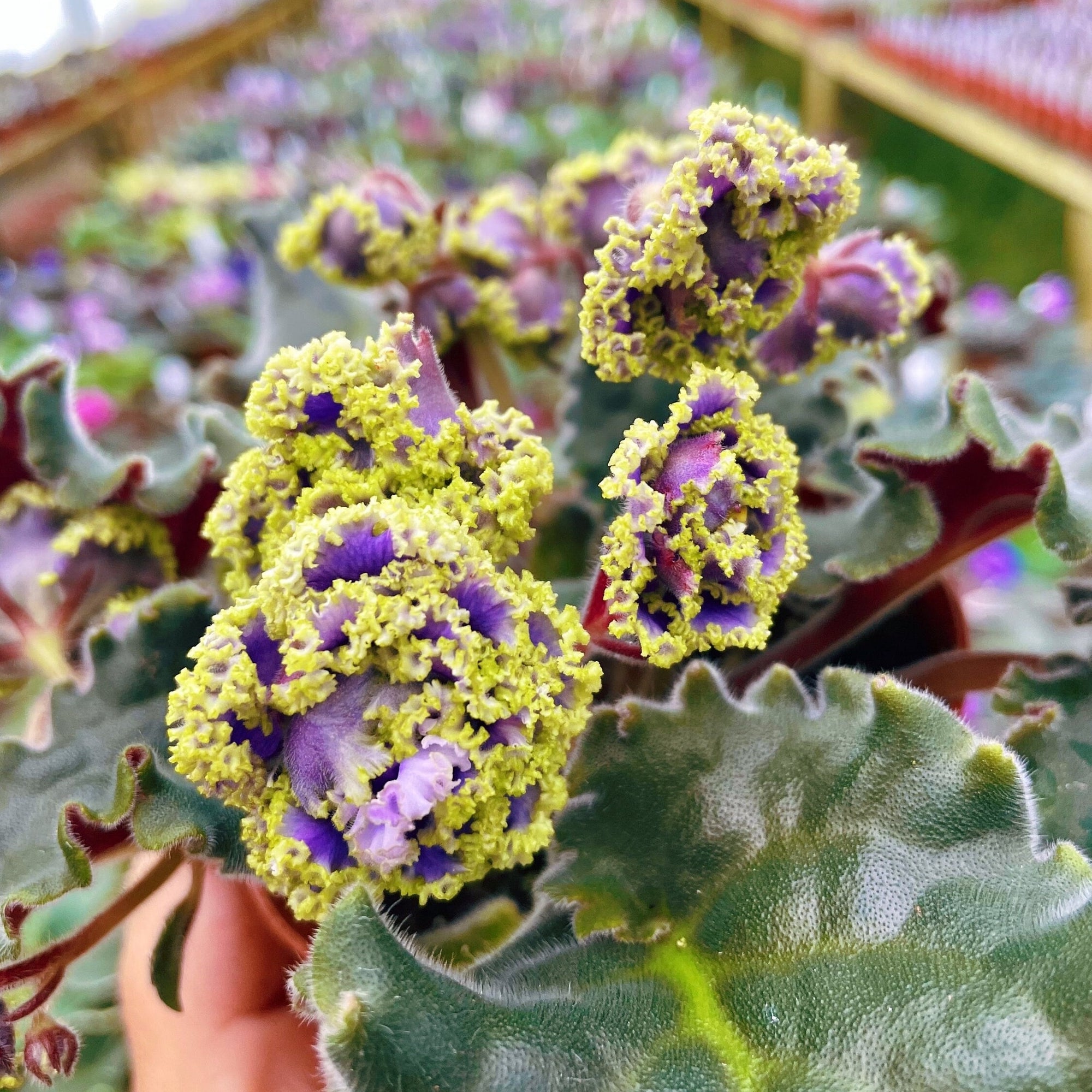 Live house plant African Violet Harmonys RS Schavo RS Zhabo Purple Frilled garden 4 Potted gift