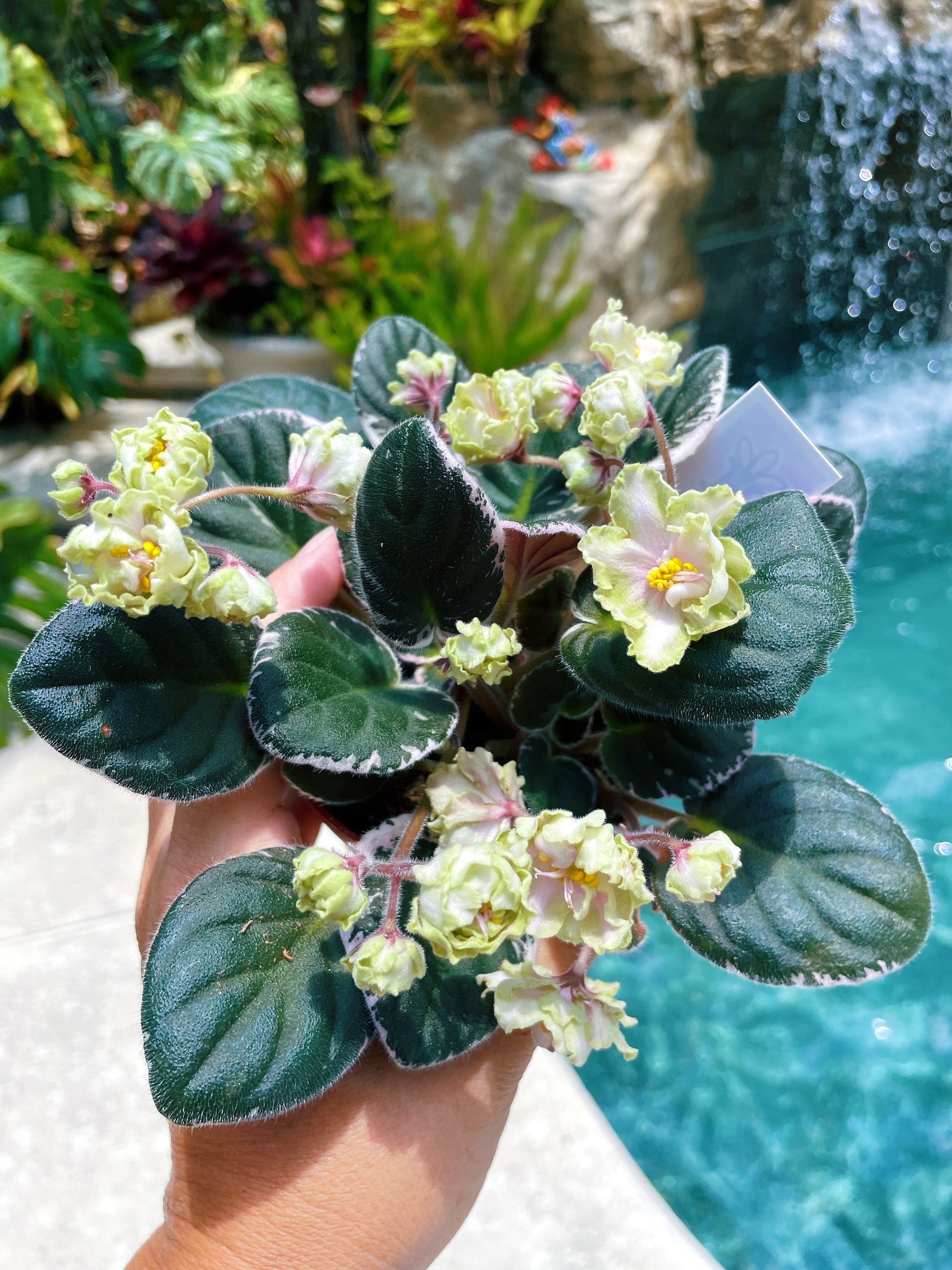 Live house plant huge ruffled Fuchsia bloom variegated African Violet Harmonys Mean Green garden 4 pot flower Potted gift