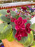 Live house plant bloom Red African Violet Harmonys Tomahawk garden 4 pot flower Potted gift
