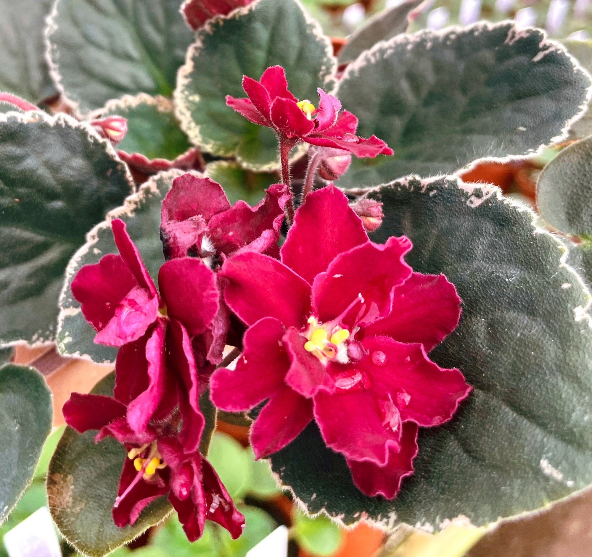 Live house plant bloom Red African Violet Harmonys Mas Stewed Tomato garden 4 pot flower Potted gift