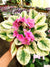 Live house plant variegated pink bloom African Violet Key Lime Treat garden 4 flower Potted gift