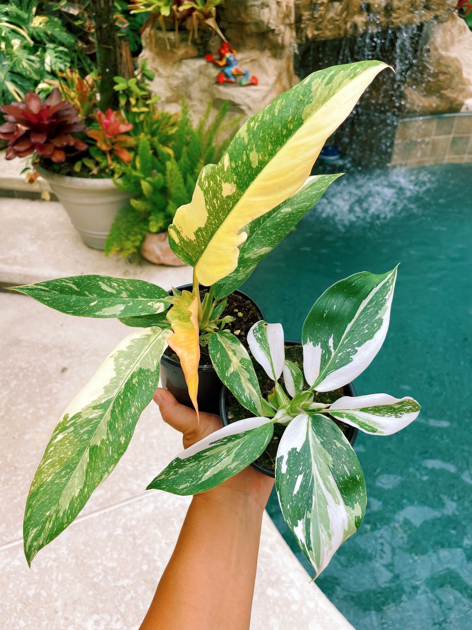 2 plant bundle: Philodendron White Wizard & Ring of Fire Albo Tricolor Marble Galaxy Variegated 4 pot gift Growers Choice aroid