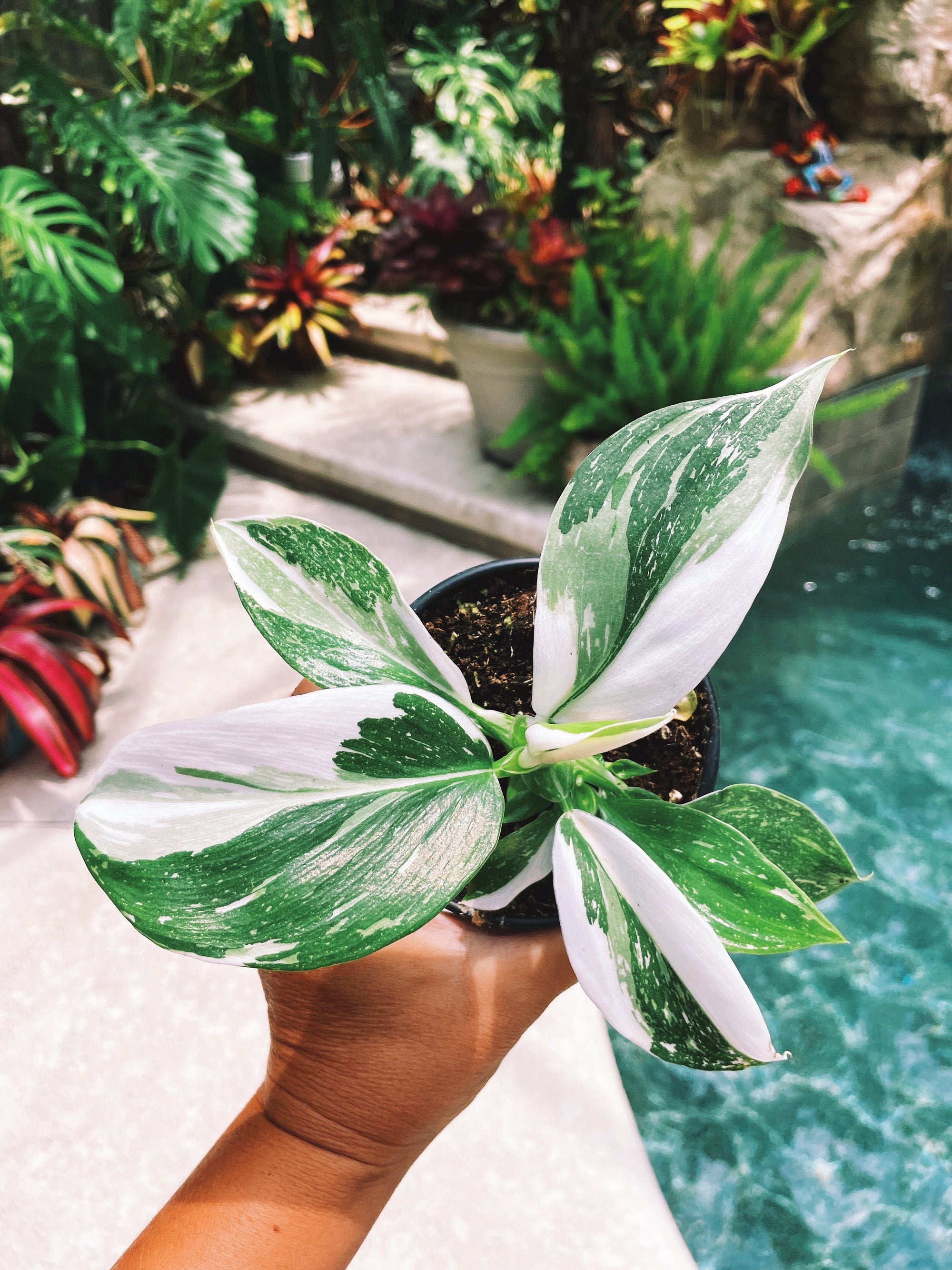 Rare Philodendron White Wizard Albo Tricolor Marble Galaxy Sport Variegated 4 potted plant gift Growers Choice aroid