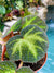 RARE Begonia Soli Mutata Variegated Live House Plant Potted 4 terrarium vivarium