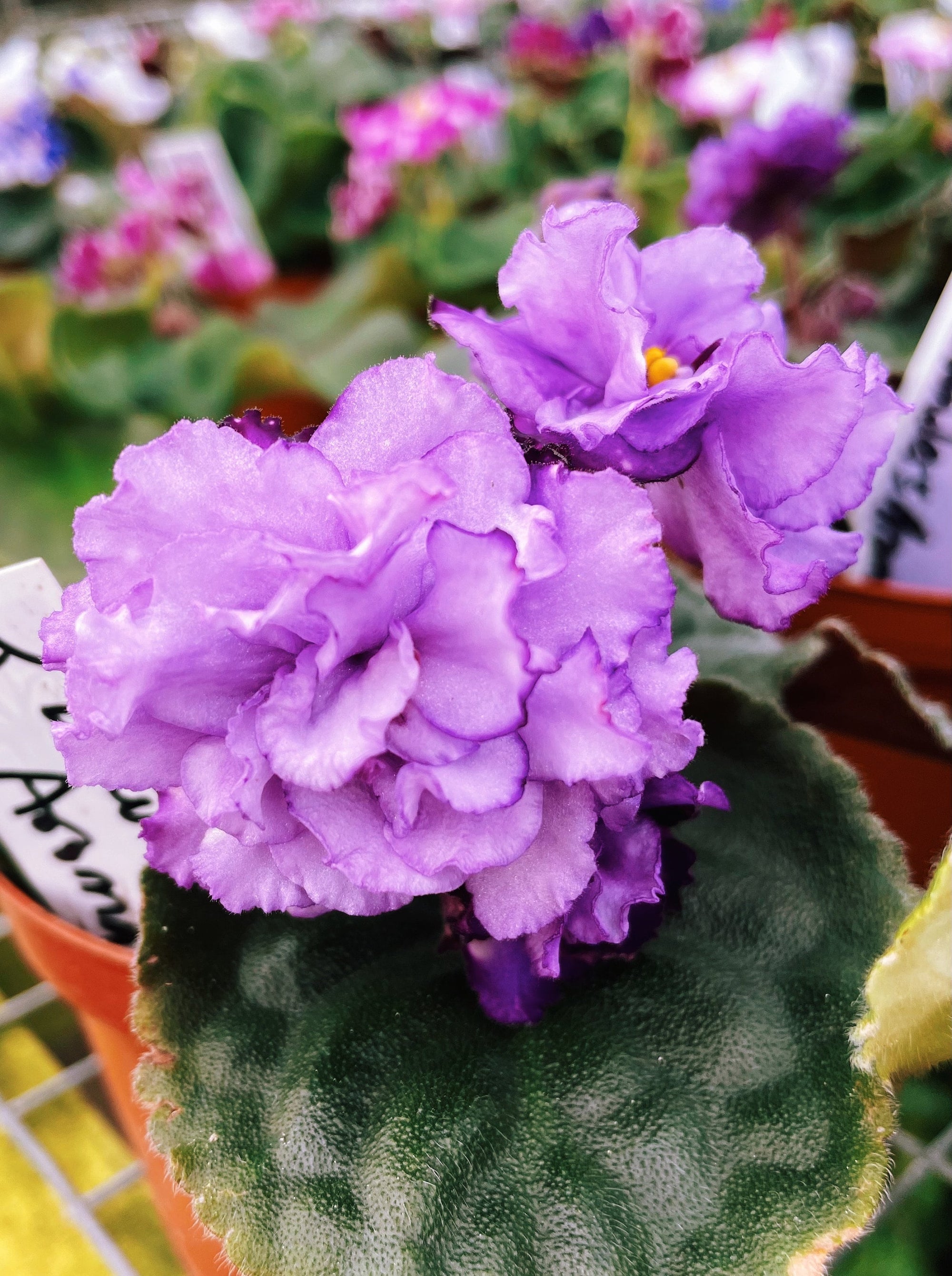 Live house plant variegated purple double frilled bloom African Violet VaT Lavender Aroma garden 4 Potted gift
