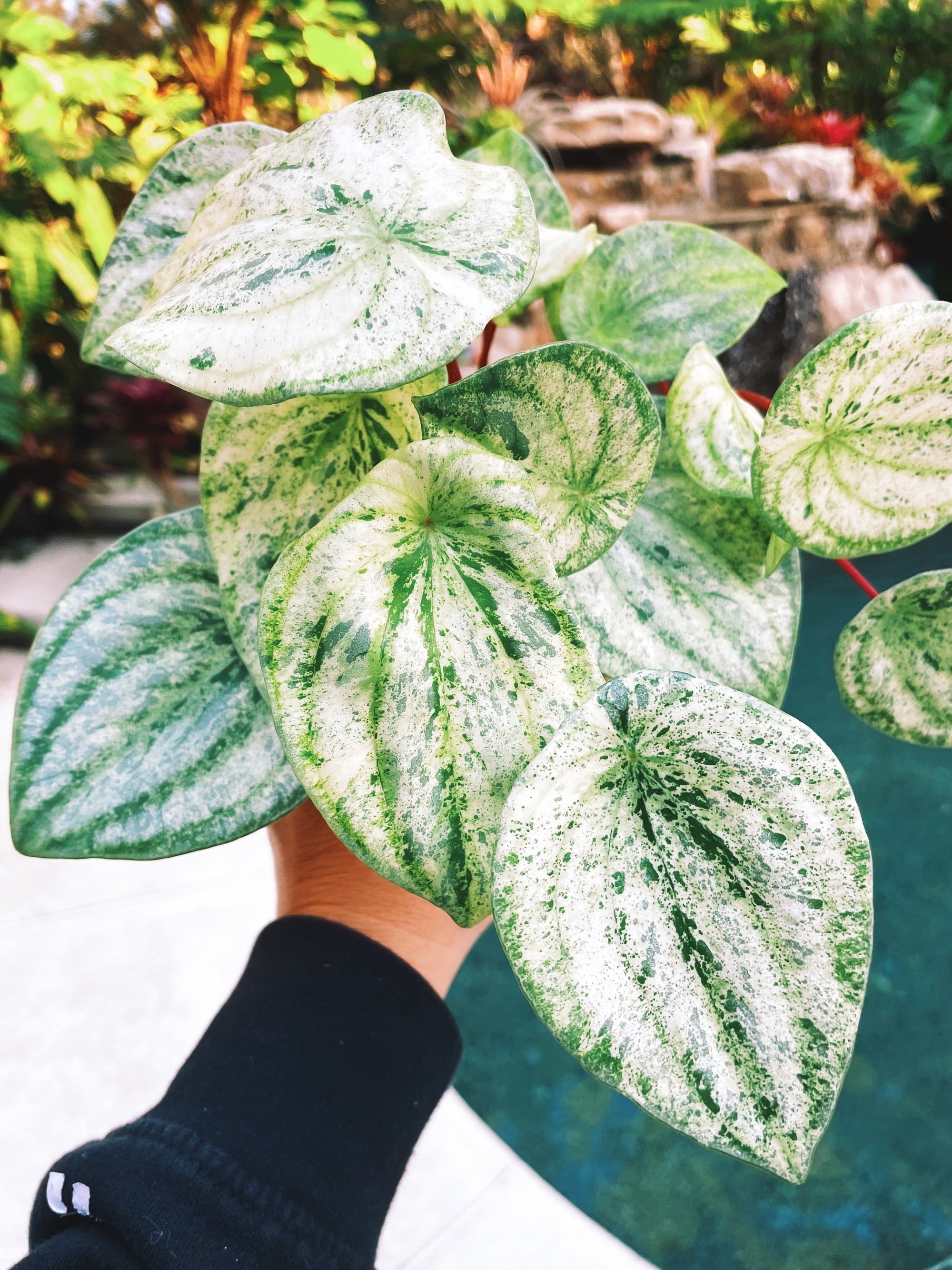 Harmonys Albo Variegated Watermelon Peperomia Gold Dust Woman 6 Potted House Plant Gift