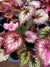Harmony Rex Begonia 2 Starter Plants Collectors set bundle pink blue Swirl Escargot Live House Starter Potted gift 1,3,5,10