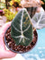 Variegated Camo Sport Alocasia Black Velvet Elephant Ear Tropical House Plant Aroid 4 potted 3-19