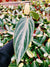 Peperomia Maculosa elongata garden House Plant two sizes available 2 or 4 pot