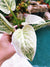 Philodendron Hybrid Birkin White Highly Sport Variegated Potted House Plant Aroid Potted 4 gift