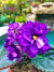 Live house plant African Violet Harmony’s Grower’s Choice in bloom garden 4” flower flowering Potted gift
