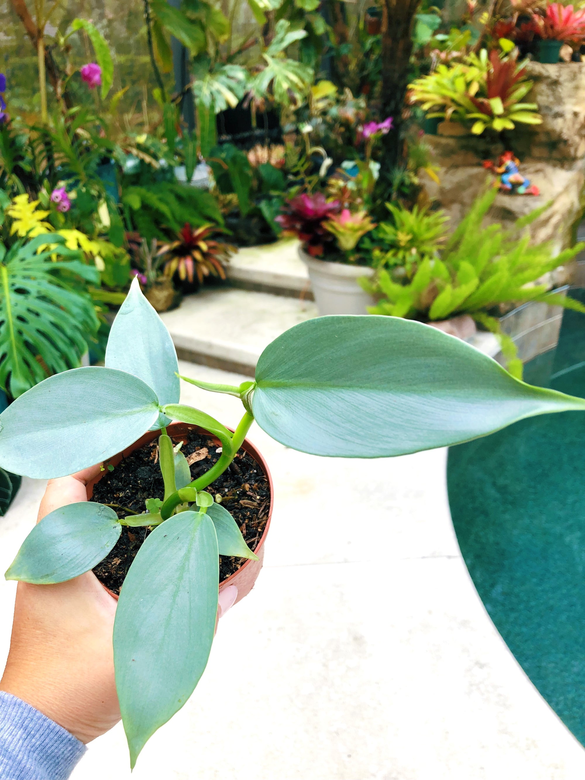 Philodendron Silver Sword Hastatum Climbing Aroid 4” potted house Plant