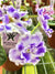 Live house plant African Violet Harmony’s ‘AE Sharlene Fantasy’ variegated purple white garden flower Potted 4” pot gift